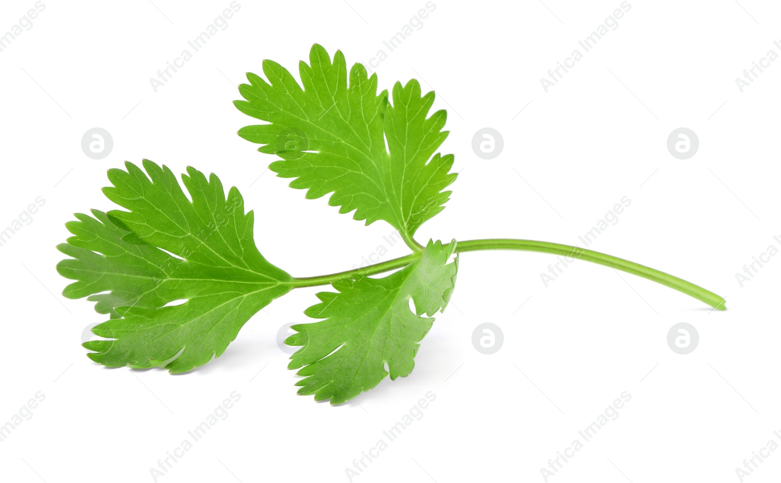 Photo of Aromatic fresh green cilantro isolated on white