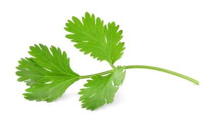 Photo of Aromatic fresh green cilantro isolated on white