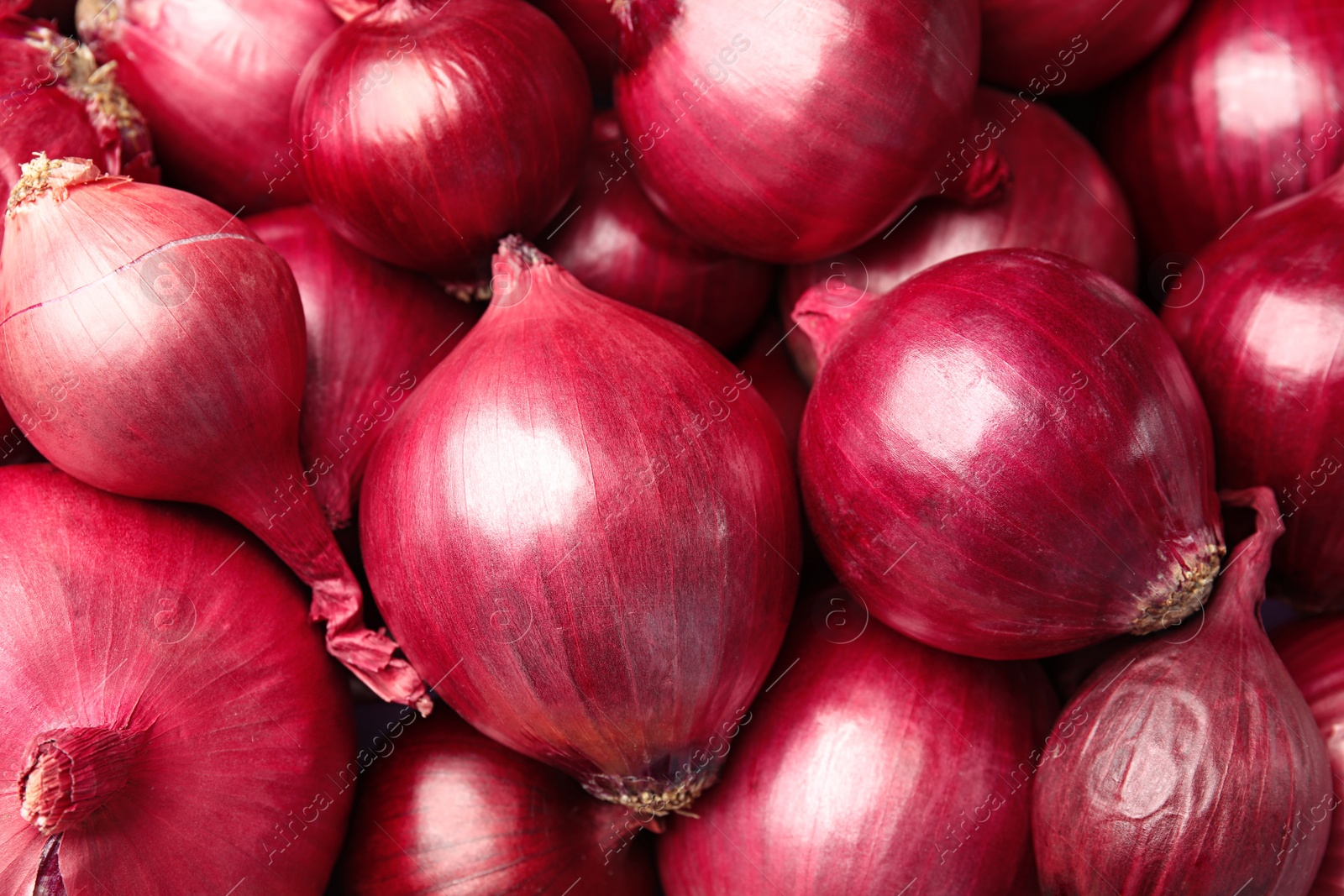 Photo of Fresh whole red onions as background, top view