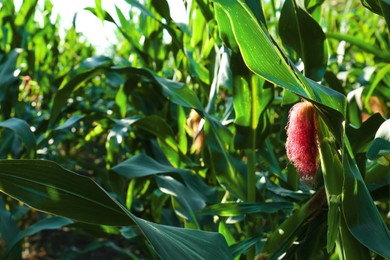 Photo of Ripe corn cobs in field on sunny day, space for text