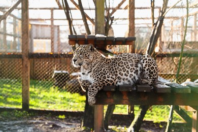 Photo of Beautiful Persian leopard lying on wooden deck in zoo