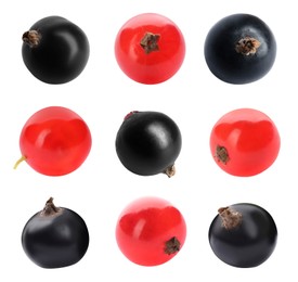 Image of Fresh red and black currants on white background, collection