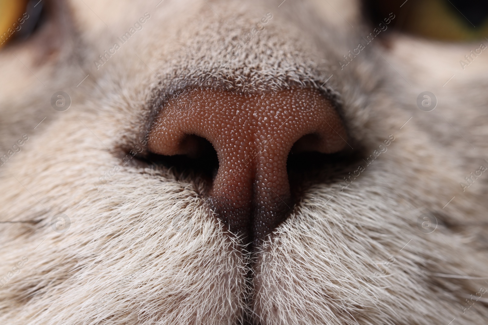 Photo of Cat, macro photo of nose. Cute pet