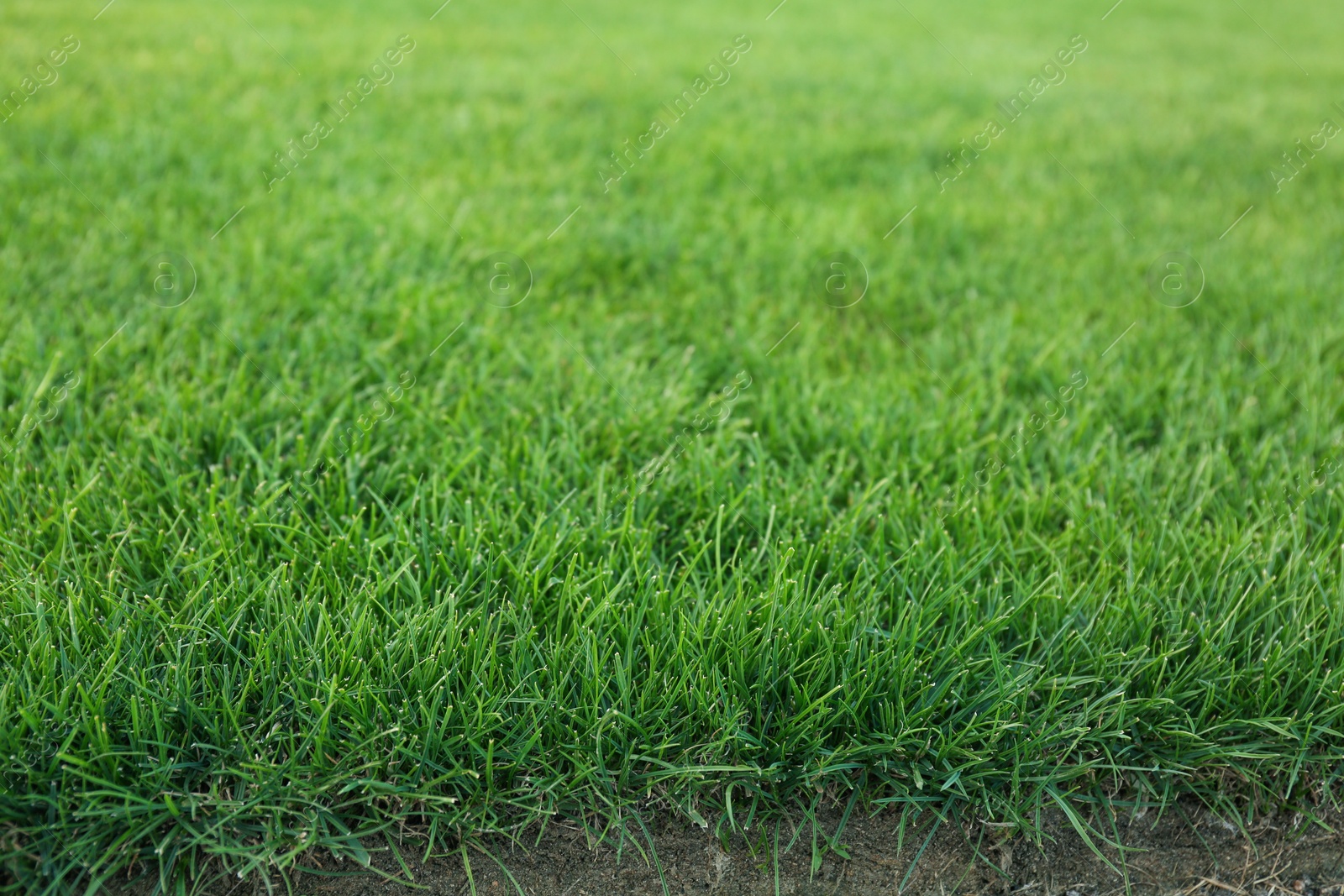 Photo of Green lawn with fresh grass as background