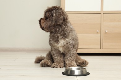 Cute Maltipoo dog and his bowl at home. Lovely pet