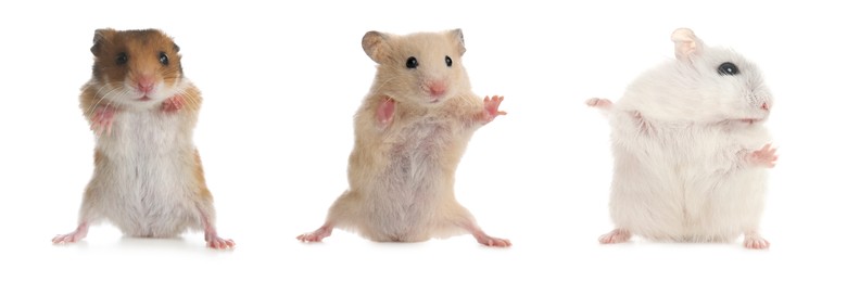 Image of Set with cute funny hamsters on white background. Banner design