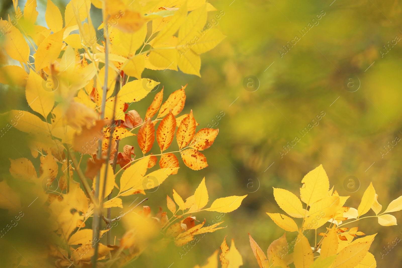 Photo of Tree with bright leaves outdoors on autumn day