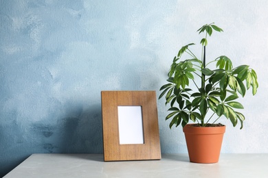 Photo of Schefflera plant and photo frame on table near color wall, space for design. Home decor