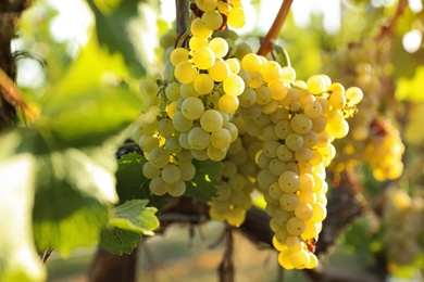 Photo of Fresh ripe grapes growing in vineyard on sunny day