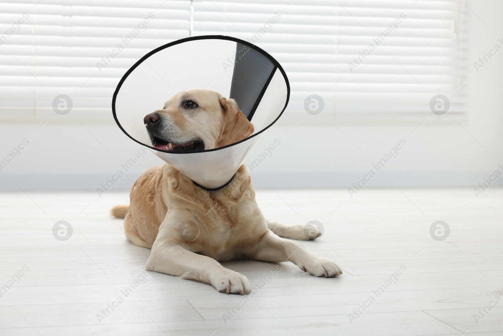Photo of Cute Labrador Retriever with protective cone collar on floor indoors
