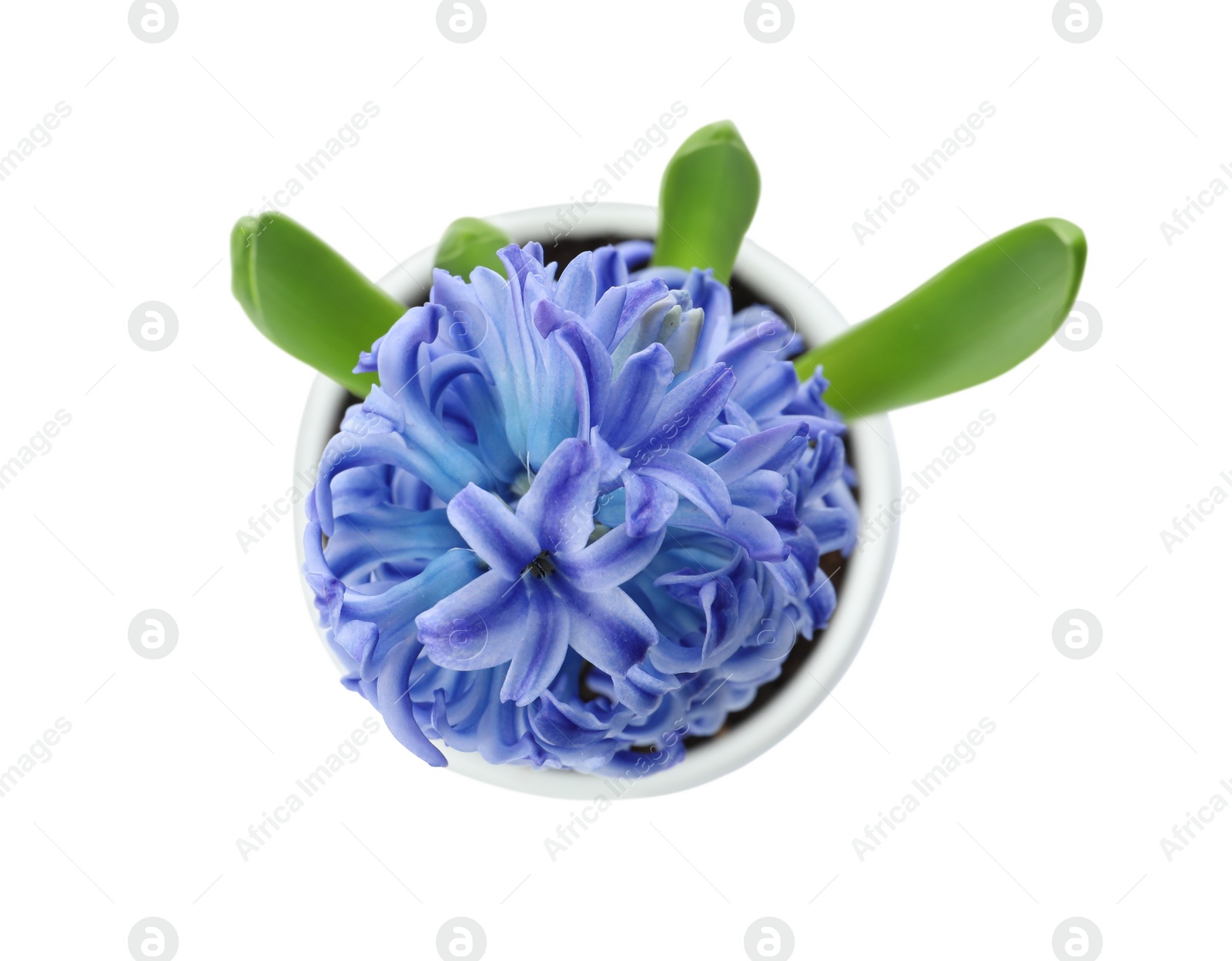 Photo of Beautiful potted hyacinth flower isolated on white, top view