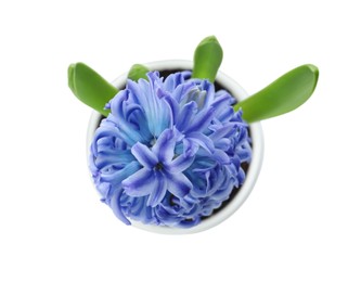 Beautiful potted hyacinth flower isolated on white, top view