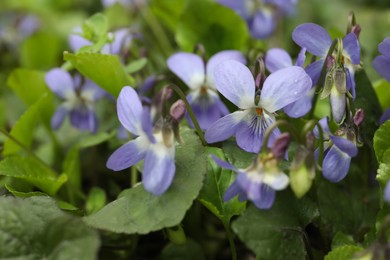 Photo of Beautiful wild violets blooming in forest. Spring flowers