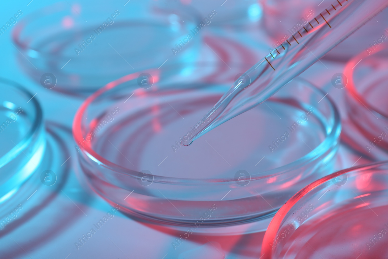 Photo of Dripping liquid from pipette into petri dish on light blue background, closeup