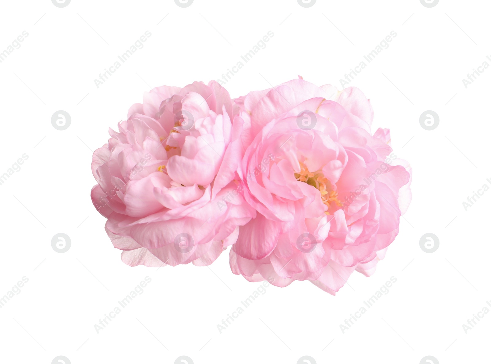 Photo of Beautiful sakura tree flowers on white background