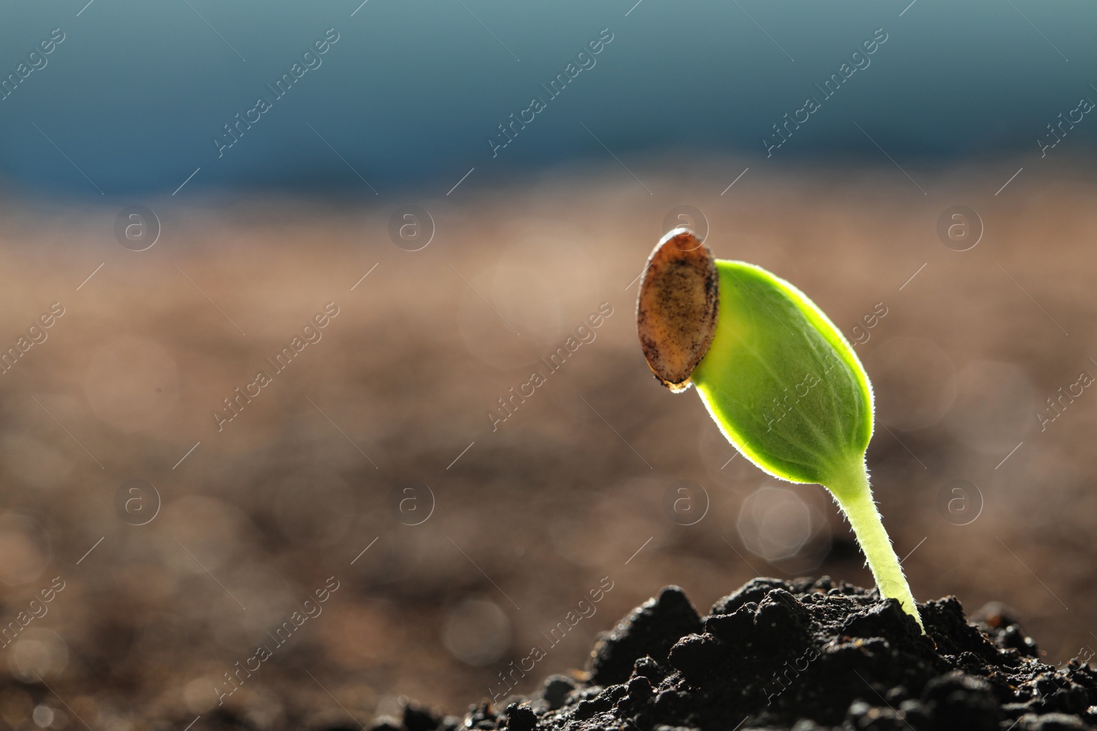 Photo of Young vegetable seedling growing in soil outdoors, space for text