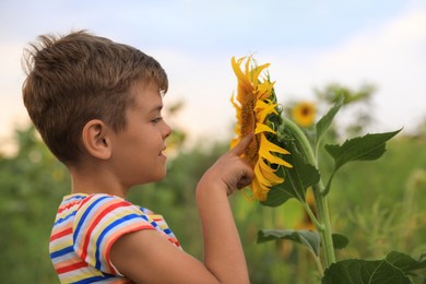 Photo of Cute little boy with blooming sunflower in field. Child spending time in nature