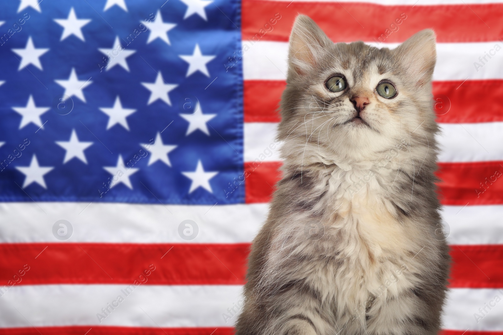 Image of Cute little kitten against national flag of United States of America