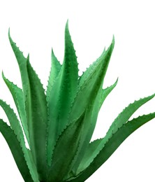 Image of Beautiful green agave plant on white background