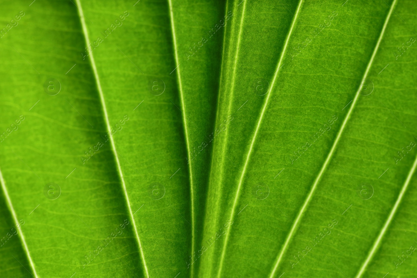 Photo of Macro photo of green leaf as background, top view