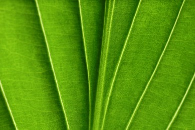 Macro photo of green leaf as background, top view