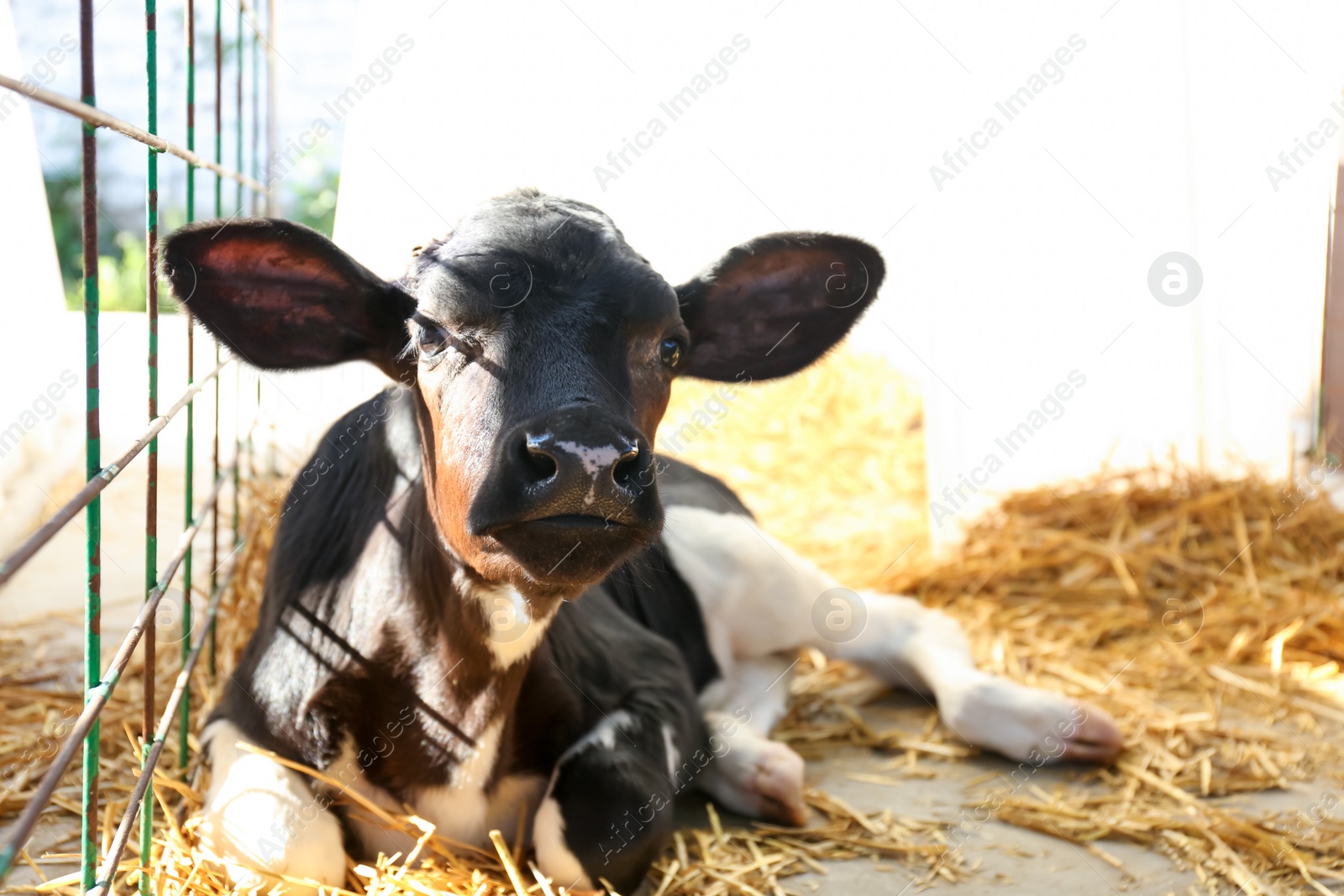 Photo of Pretty little calf on farm. Animal husbandry