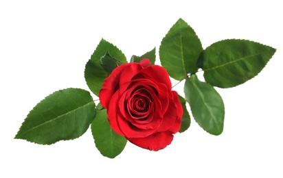 Photo of Beautiful blooming red rose on white background, top view