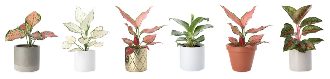 Set of Aglaonema plants for house on white background. Banner design 