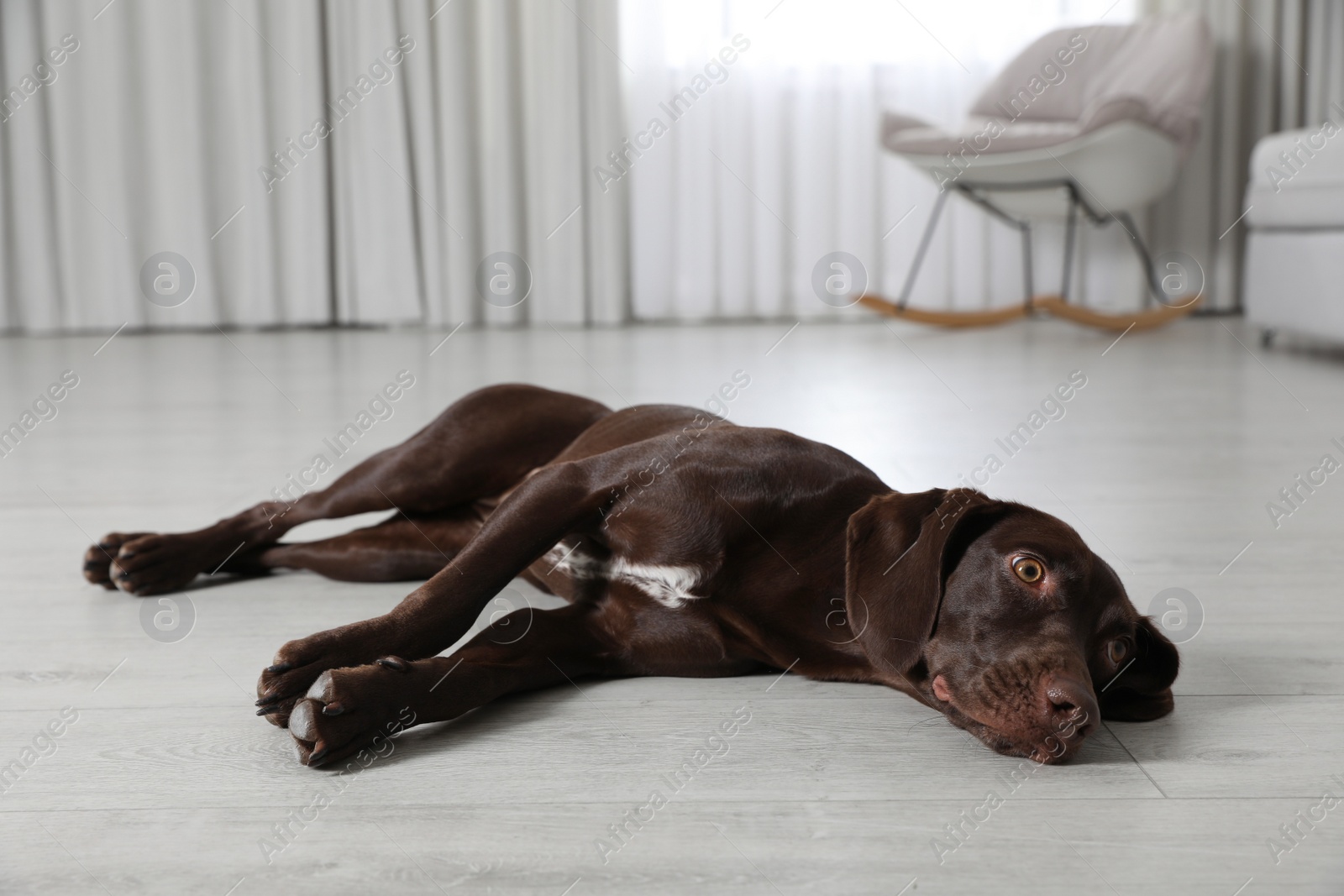 Photo of Cute German Shorthaired Pointer dog resting on warm floor. Heating system