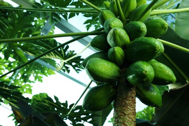 Photo of Unripe papaya fruits growing on tree outdoors, closeup view. Space for text