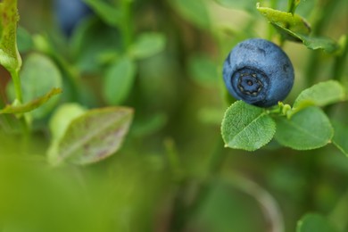 Ripe bilberry growing in forest, closeup. Space for text