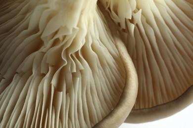 Fresh oyster mushrooms on white background, macro view