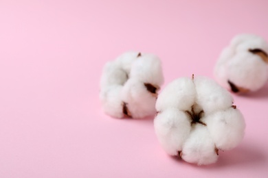 Photo of Fluffy cotton flowers on pink background, closeup. Space for text