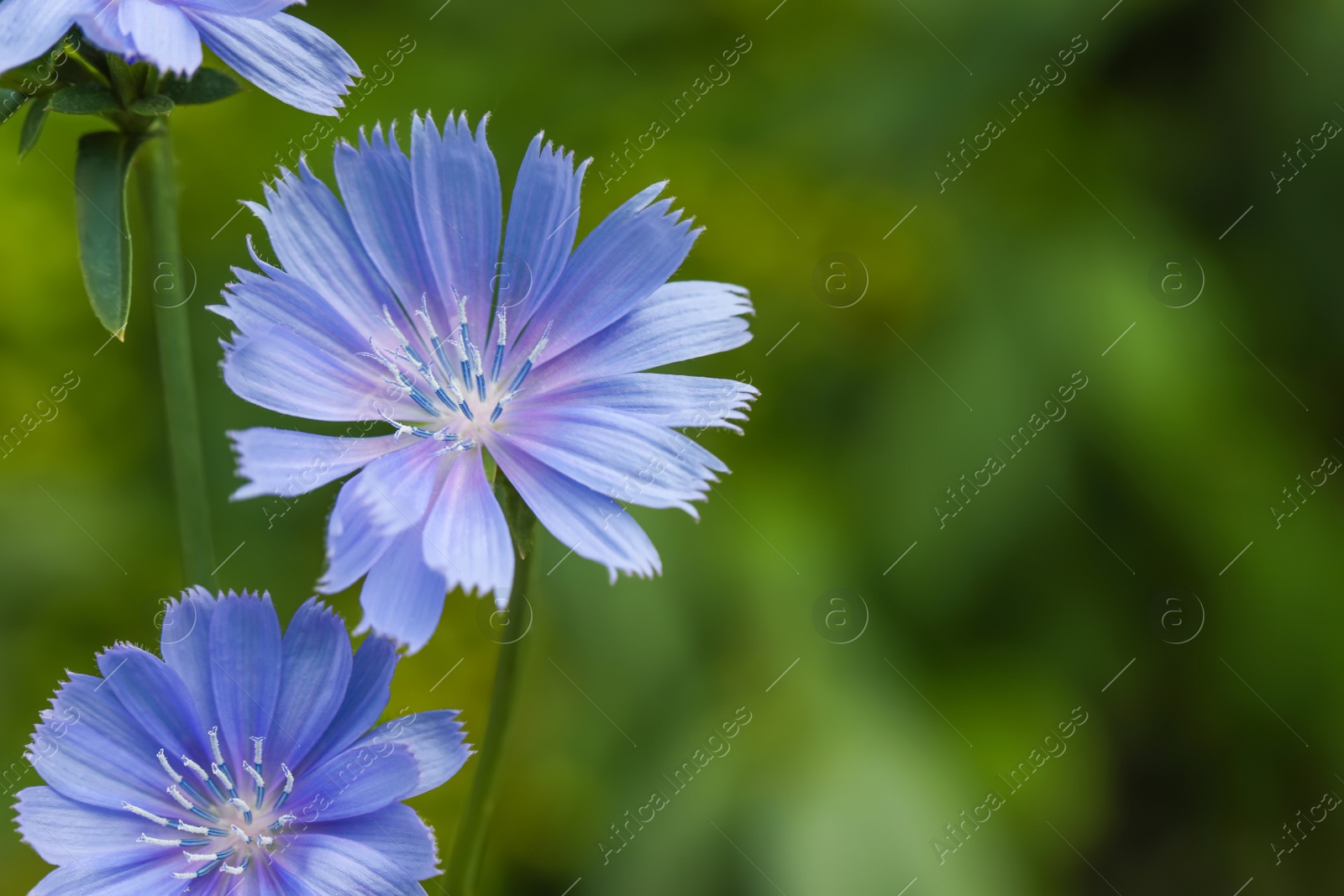 Photo of Beautiful blooming chicory flowers growing outdoors, closeup. Space for text