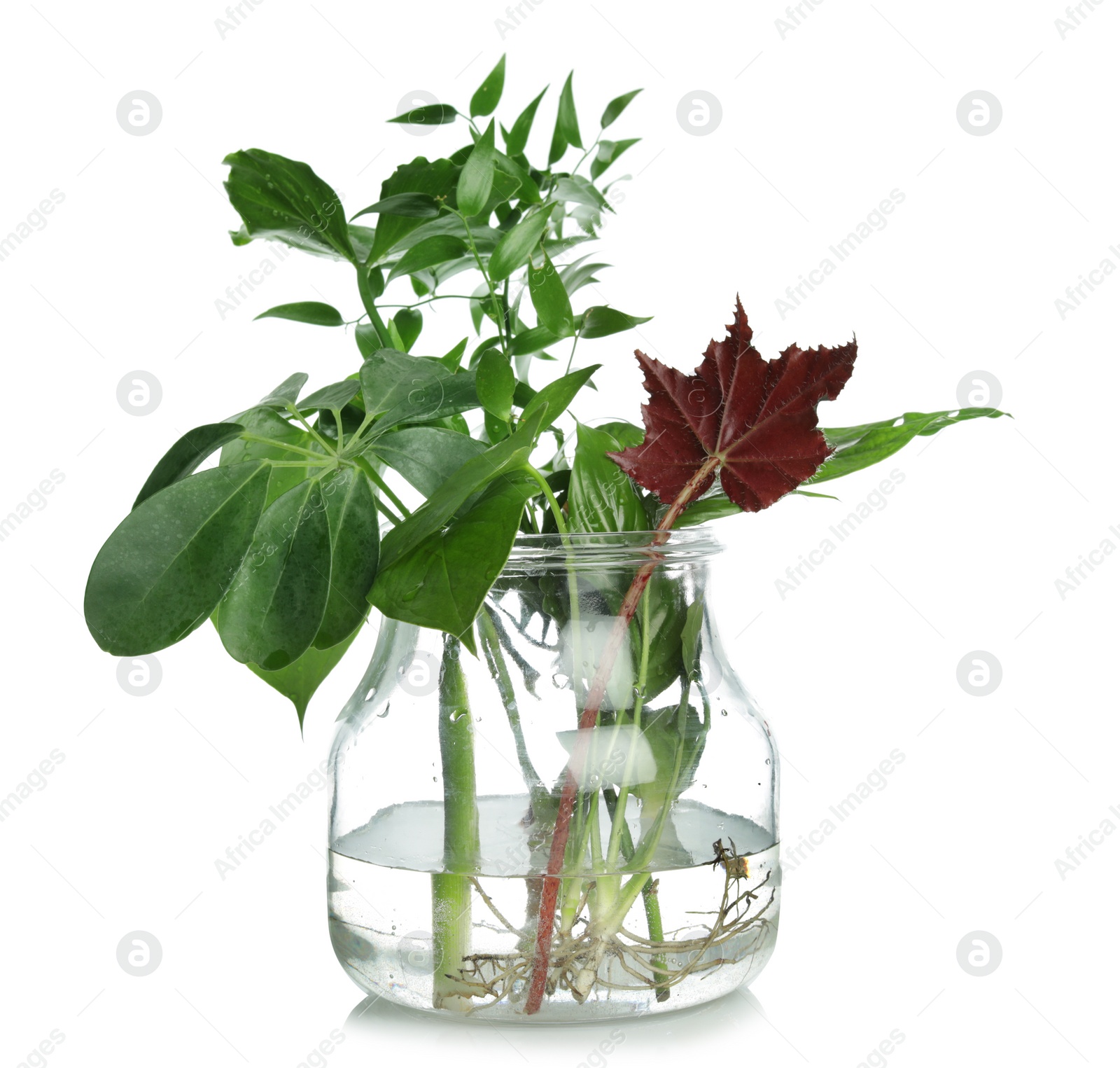 Photo of Different exotic plants in glass jar isolated on white. Organic chemistry