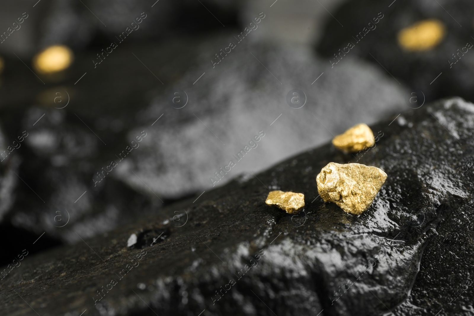 Photo of Shiny gold nuggets on wet stone, closeup. Space for text