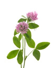 Photo of Beautiful clover flowers with green leaves on white background