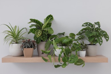 Photo of Wooden shelf with beautiful houseplants on light wall