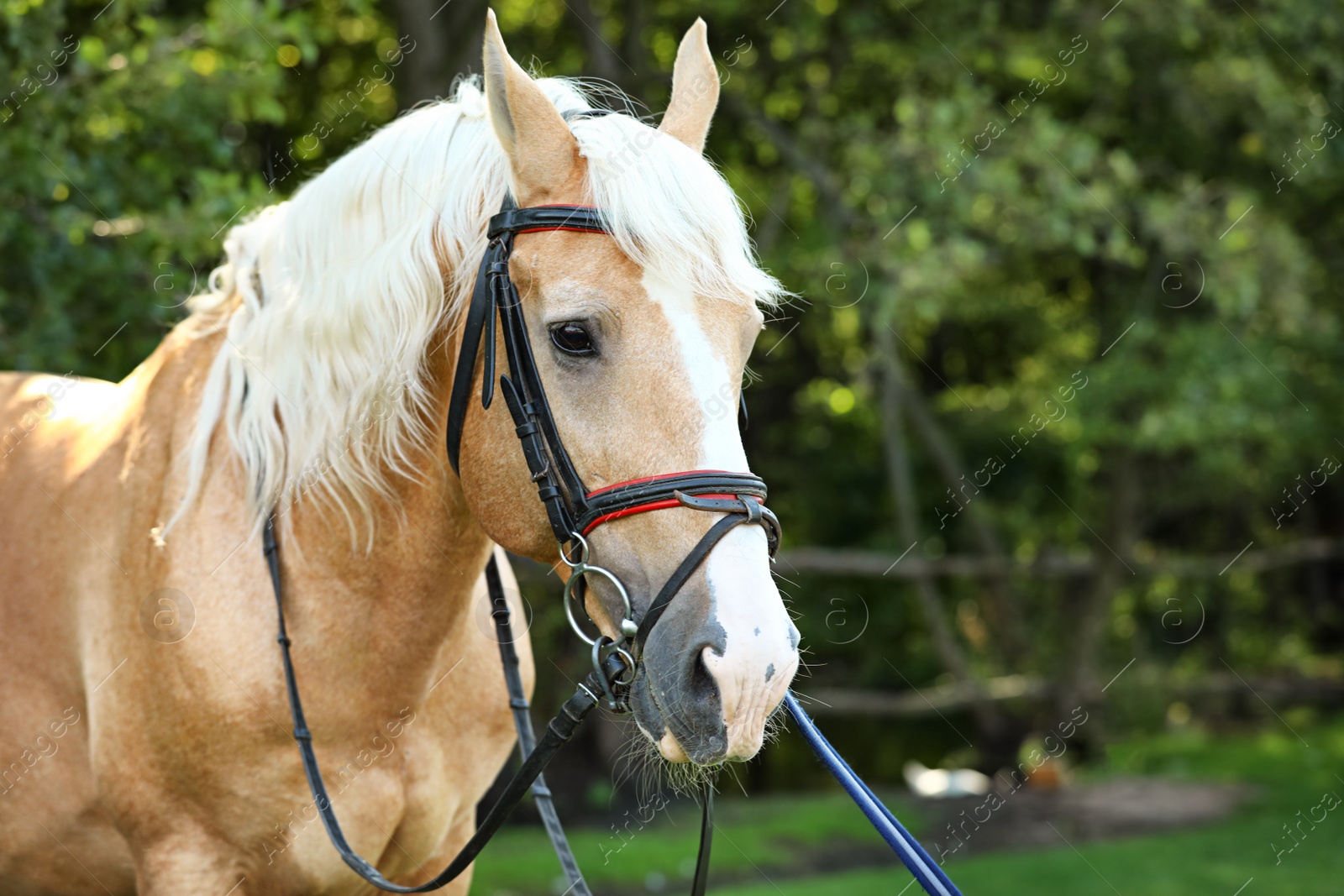 Photo of Palomino horse in bridle outdoors on sunny day