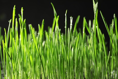 Photo of Green wheat grass with dew drops on black background, closeup