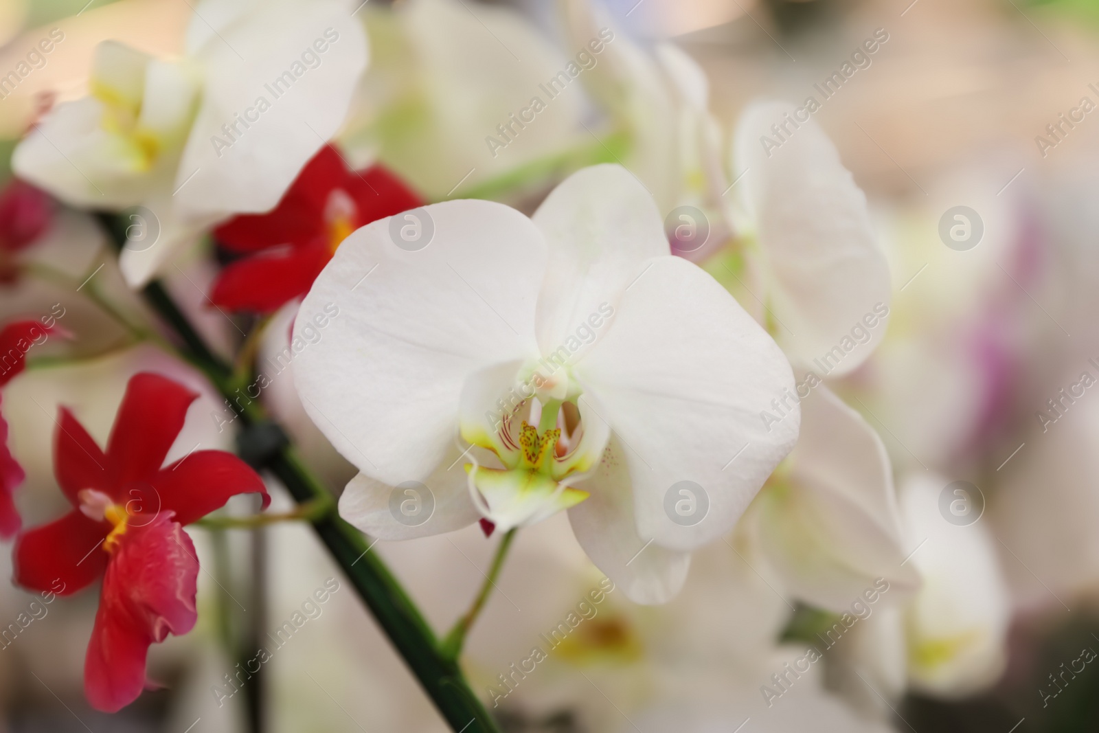 Photo of Beautiful blooming tropical orchid flowers on blurred background, closeup. Space for text
