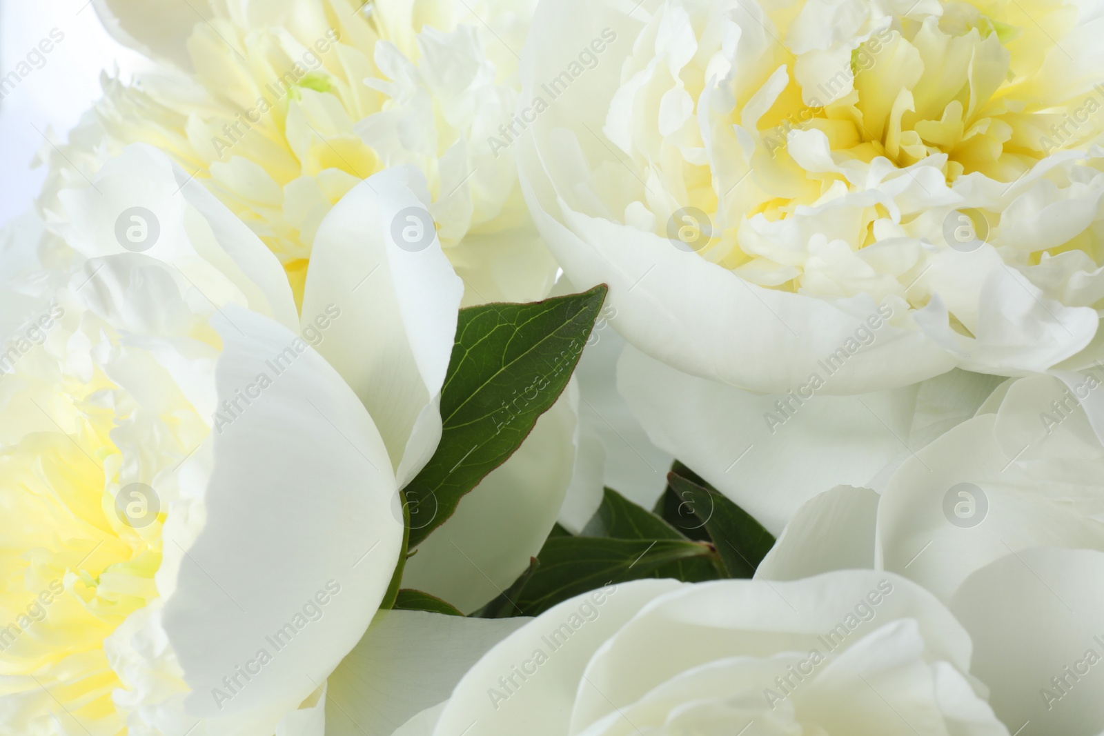 Photo of Beautiful white peonies as background, closeup view