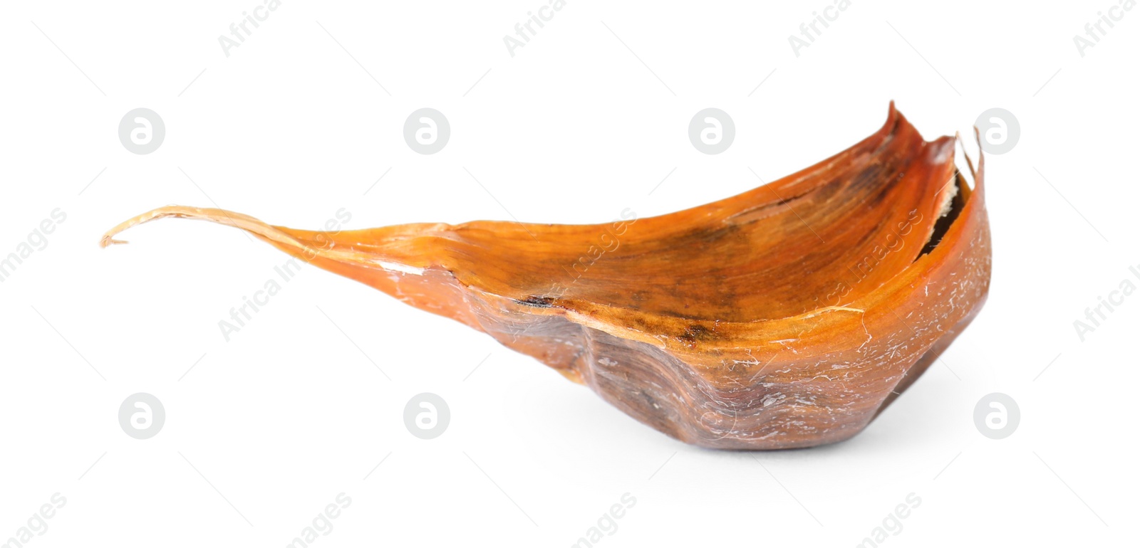 Photo of Unpeeled clove of aged black garlic on white background