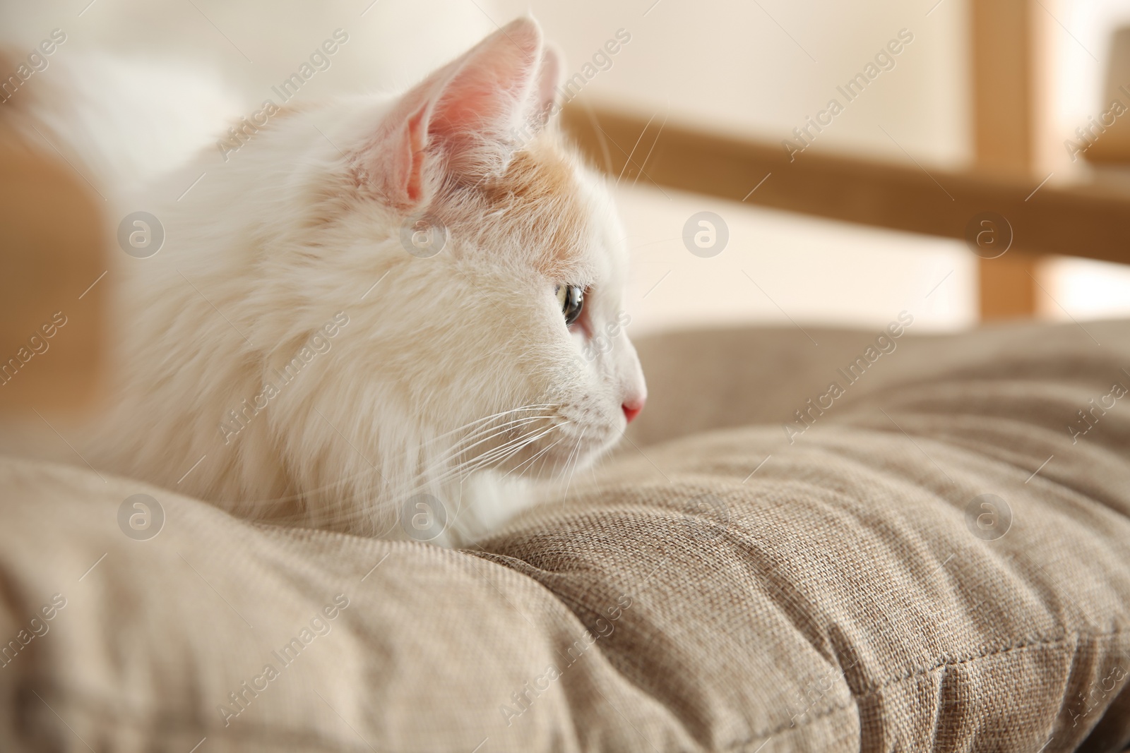 Photo of Cute fluffy cat lying in armchair with pillow