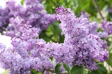 Blossoming lilac outdoors on spring day