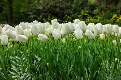 Many beautiful white tulip flowers growing outdoors. Spring season