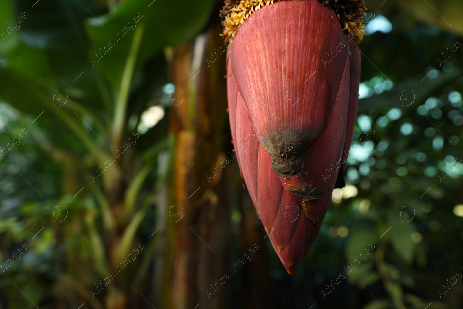 Photo of Blossoming banana tree on sunny day, closeup. Space for text