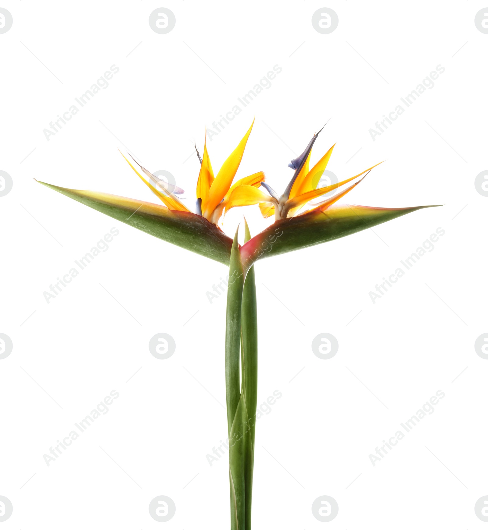 Photo of Beautiful bird of paradise flowers on white background. Tropical plant