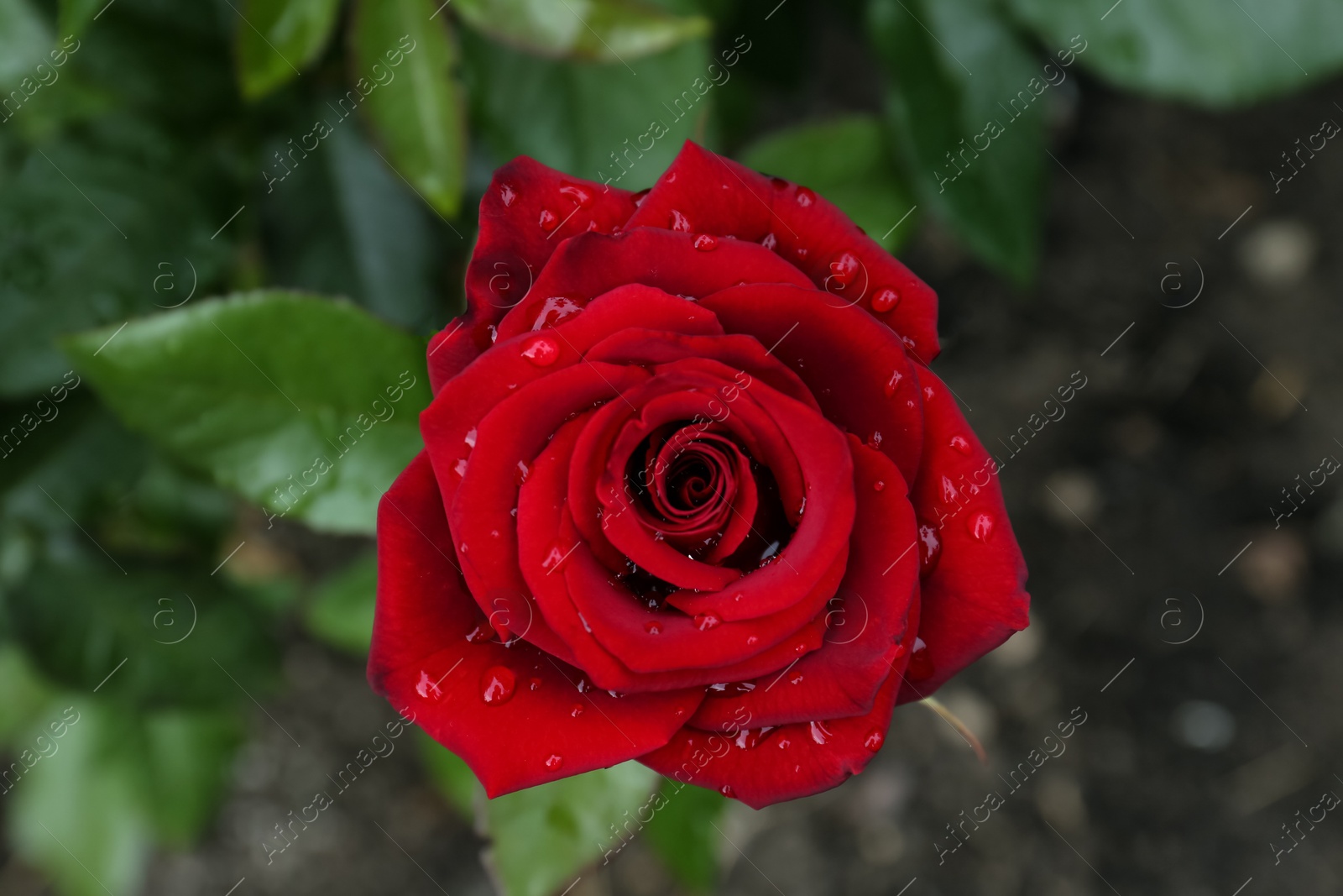 Photo of Beautiful red rose flower with dew drops in garden, top view