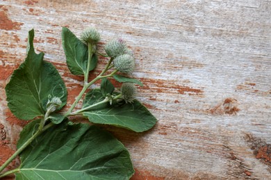 Photo of Fresh green burdock leaves and flowers on wooden table, top view. Space for text